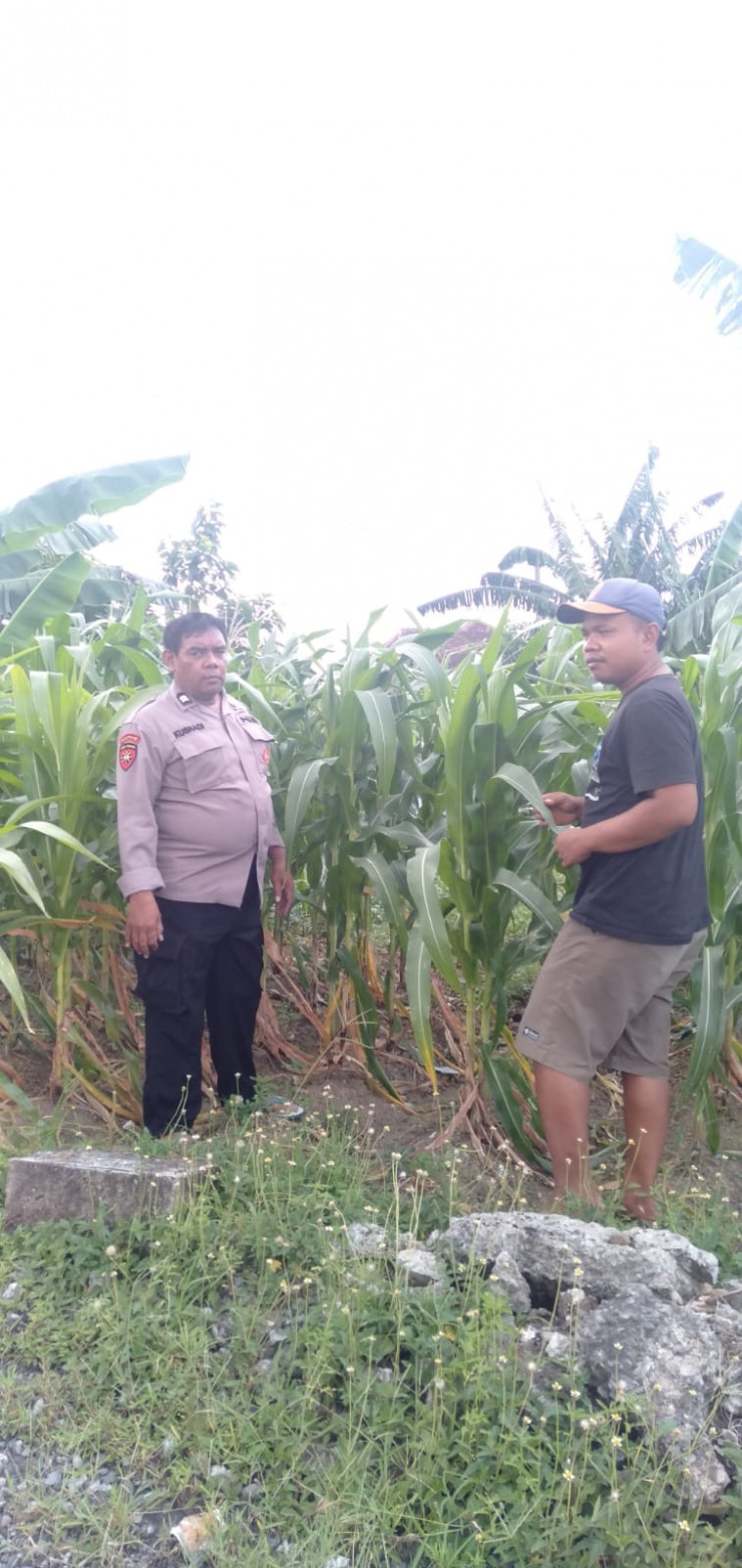 Polsek Tanggulangin Masifkan Patroli Desa, Dukung Program Ketahanan Pangan