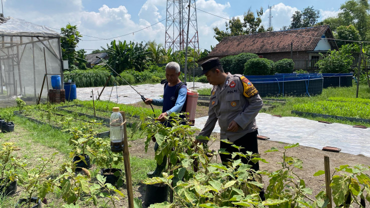 Dukung Ketahanan Pangan, Lahan di Desa Bakung Temenggungan Ditanami Lombok dan Terong